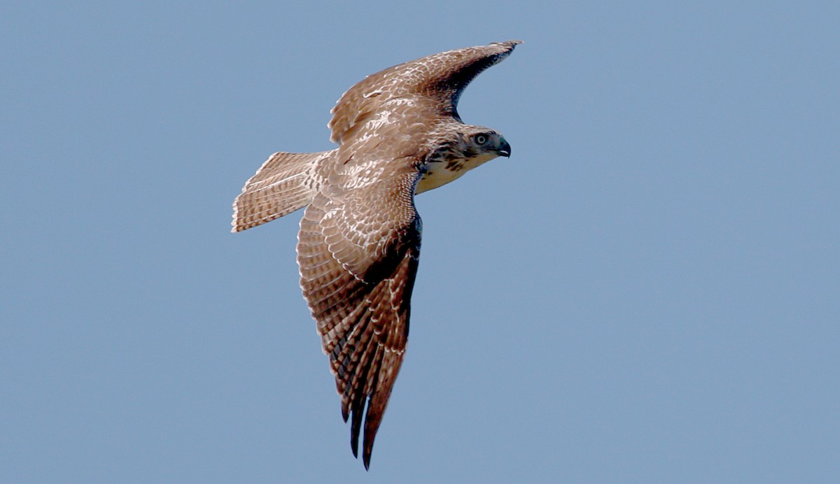 Red-tailed Hawk - Gary Jarvis