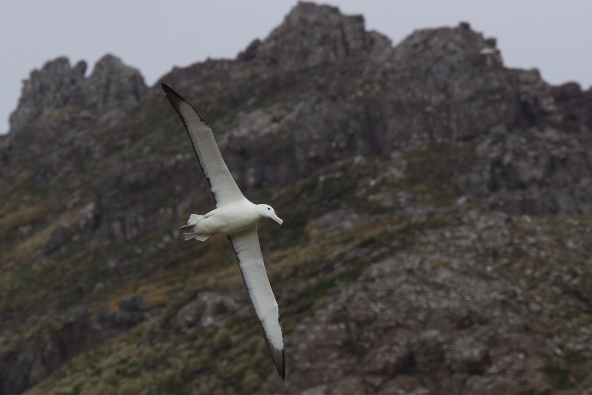 Southern Royal Albatross - Robert Tizard