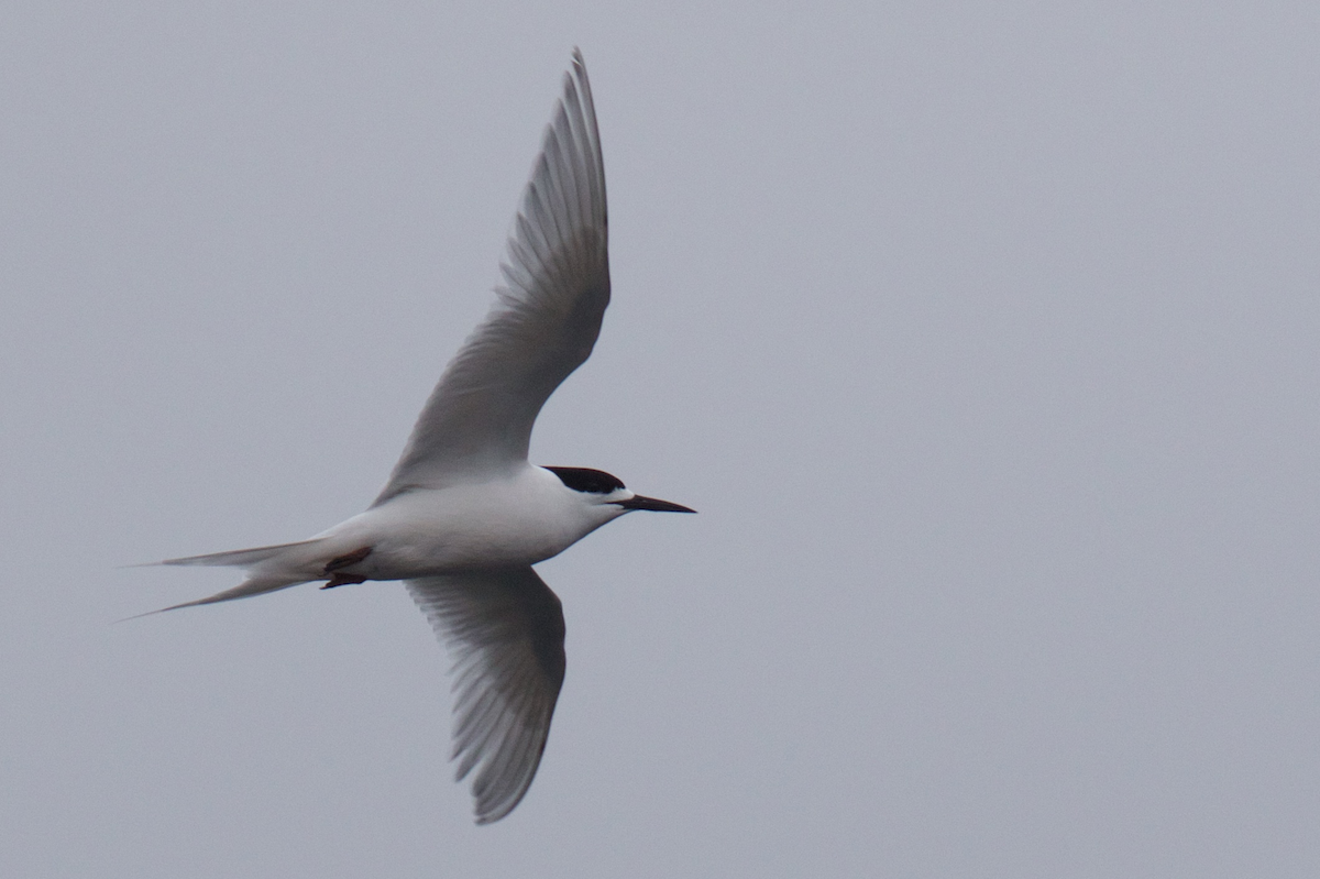White-fronted Tern - Robert Tizard