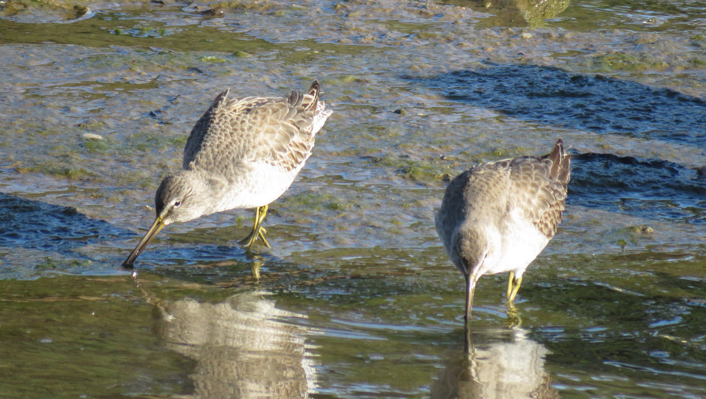 Long-billed Dowitcher - James Dee