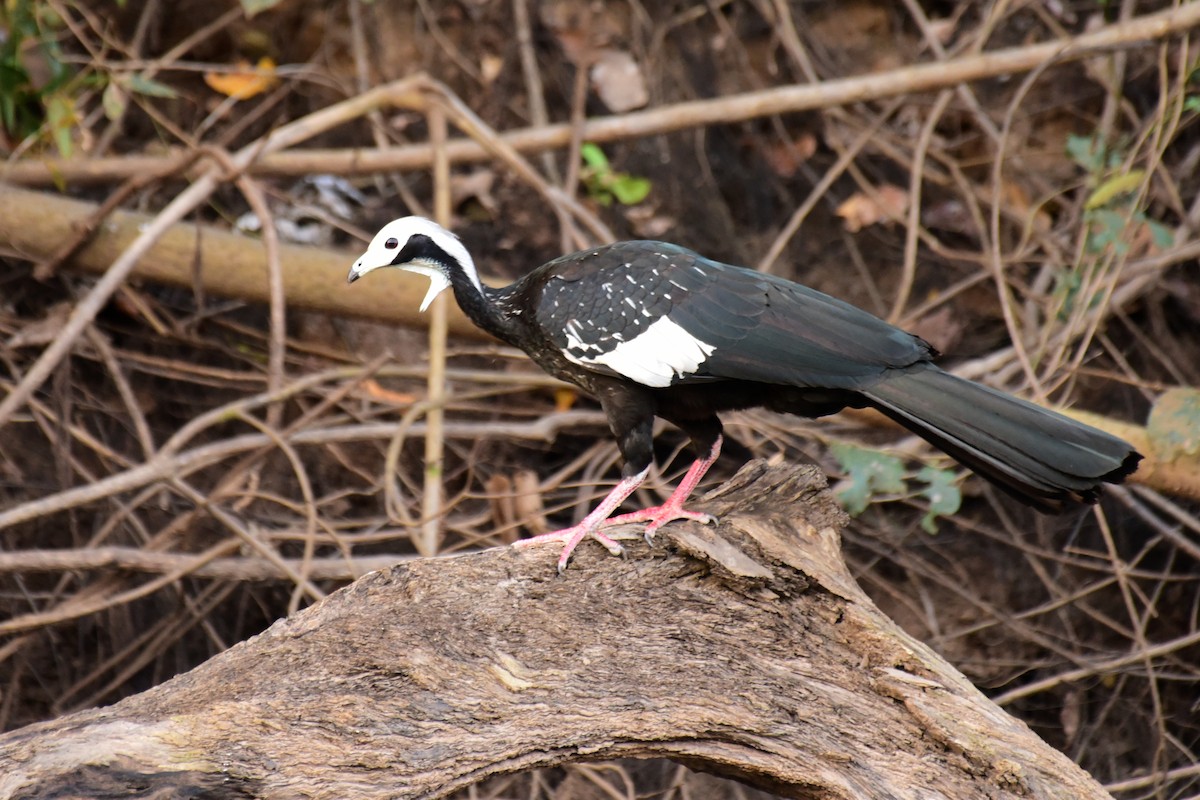 White-throated Piping-Guan - ML116719361