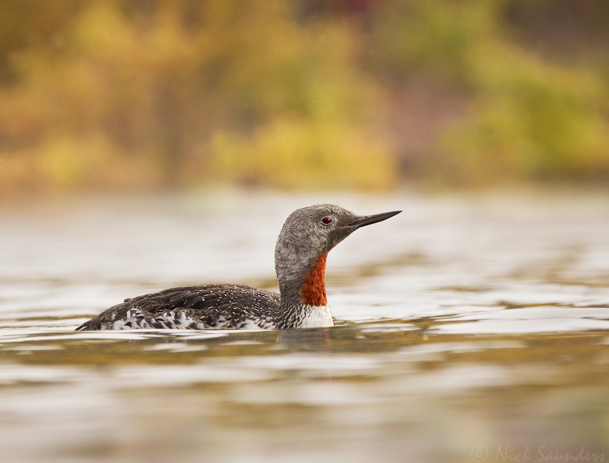 Red-throated Loon - Nick Saunders