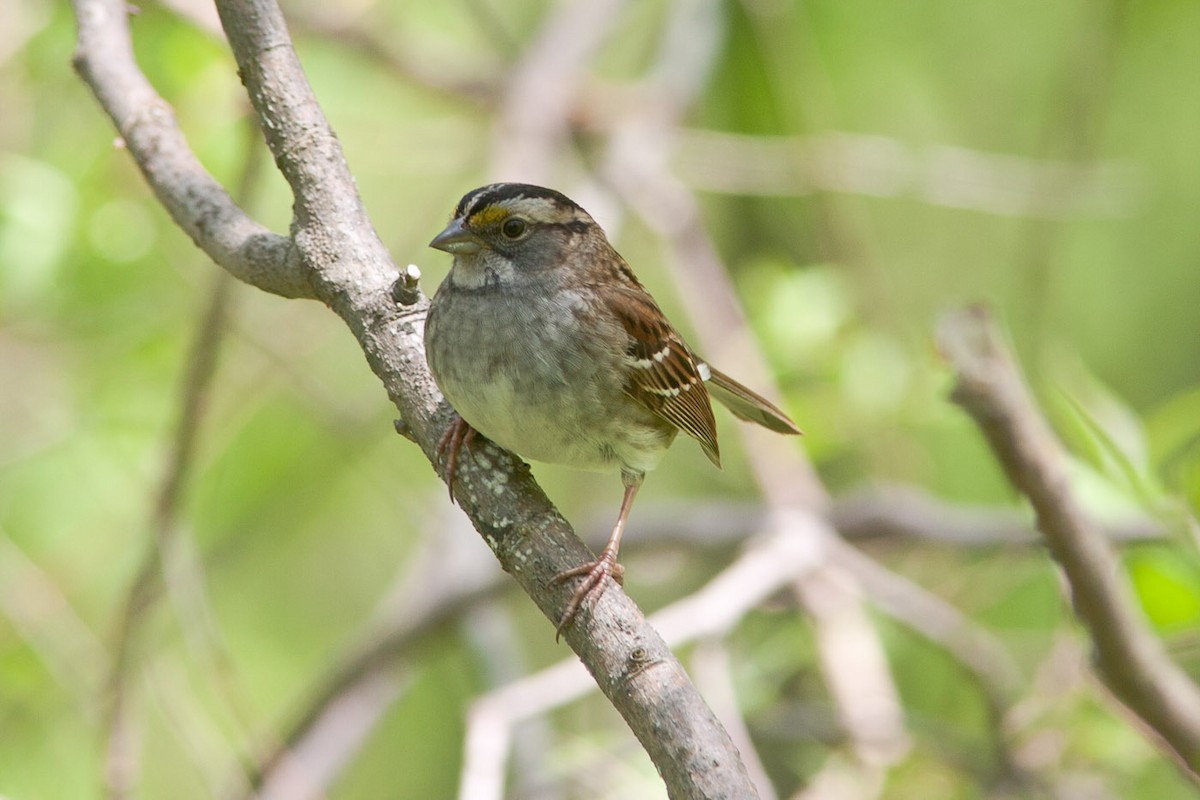 White-throated Sparrow - Niels Poul Dreyer