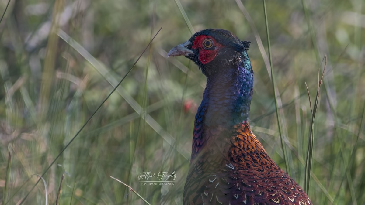 Ring-necked Pheasant - Alper Tüydeş