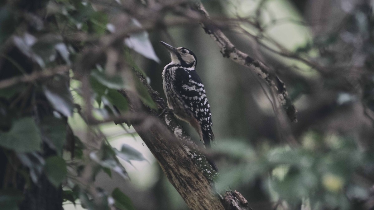 White-backed Woodpecker - ML116724071