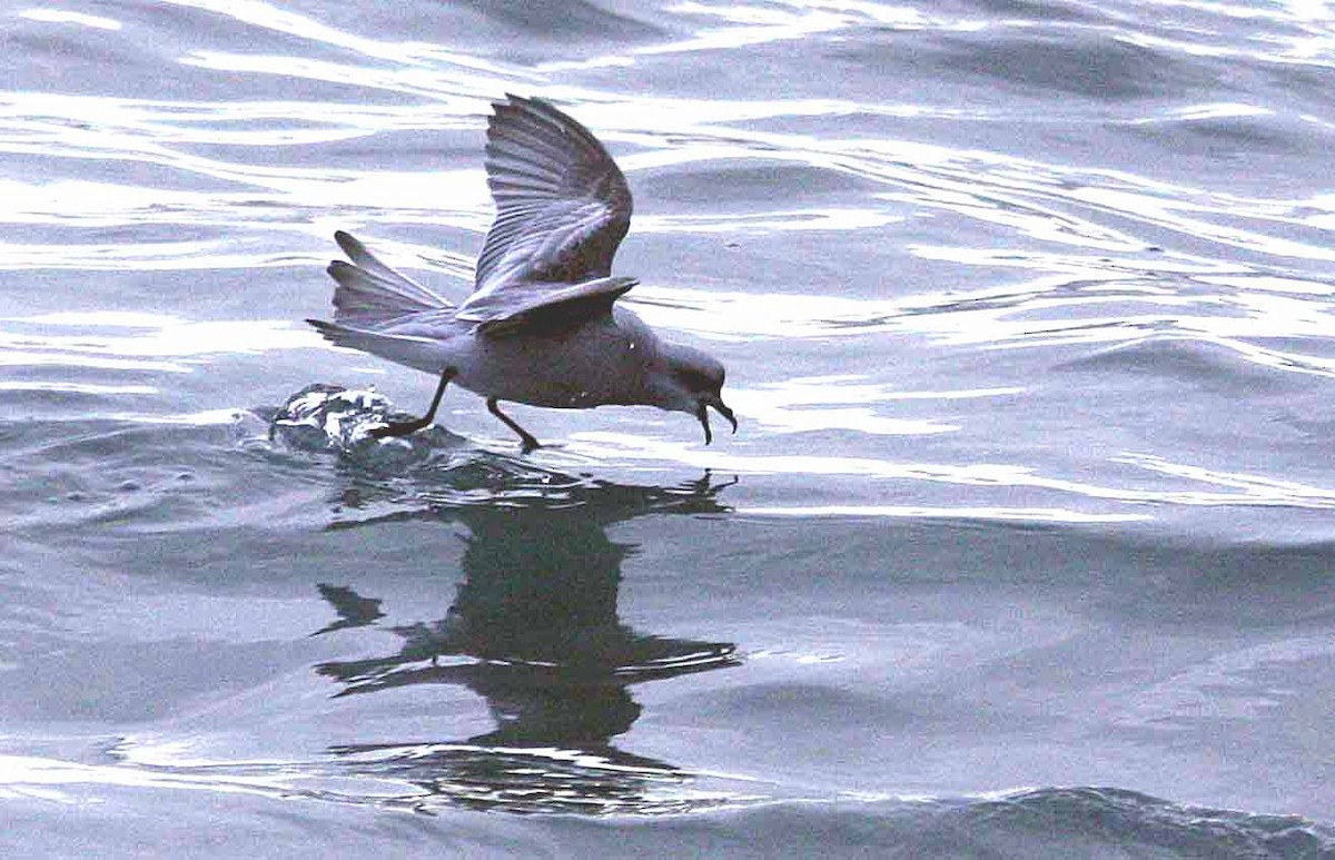 Fork-tailed Storm-Petrel - ML116725321