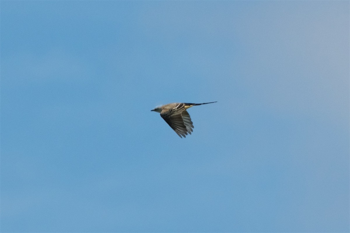 Scissor-tailed Flycatcher - Hal Mitchell