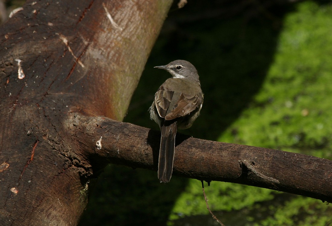 Cape Wagtail - ML116728731