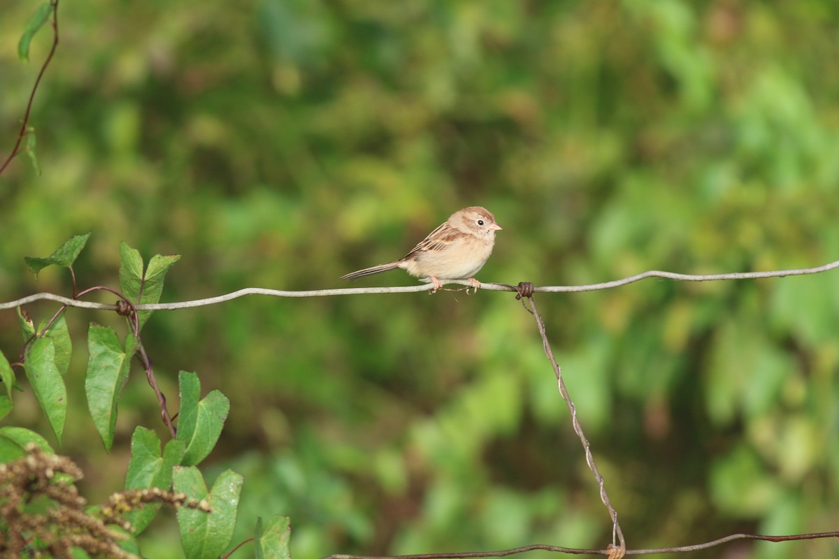 Field Sparrow - Jeremy Nance