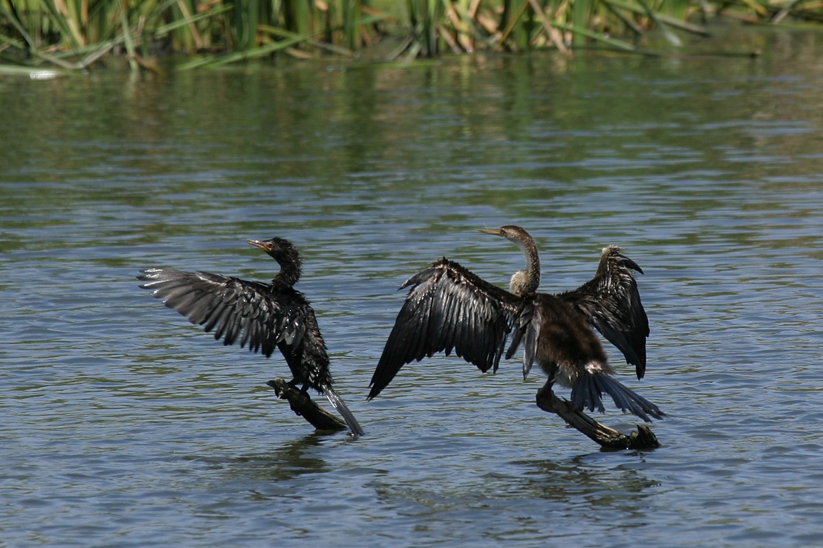 Long-tailed Cormorant - Keith CC Mitchell
