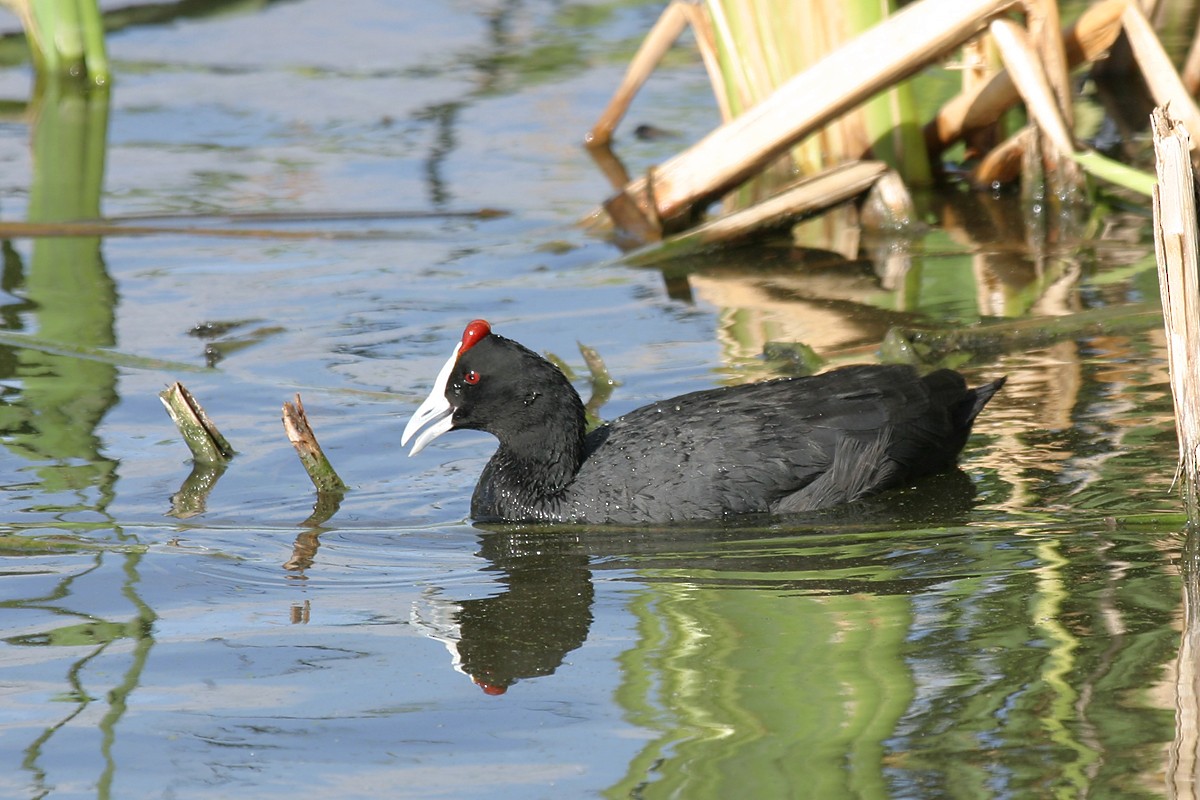 Red-knobbed Coot - ML116733421
