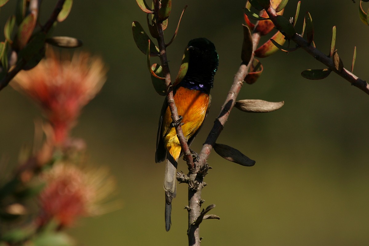 Orange-breasted Sunbird - ML116735001