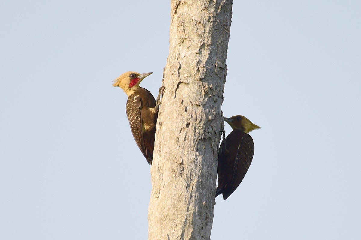 Pale-crested Woodpecker - Luiz Moschini