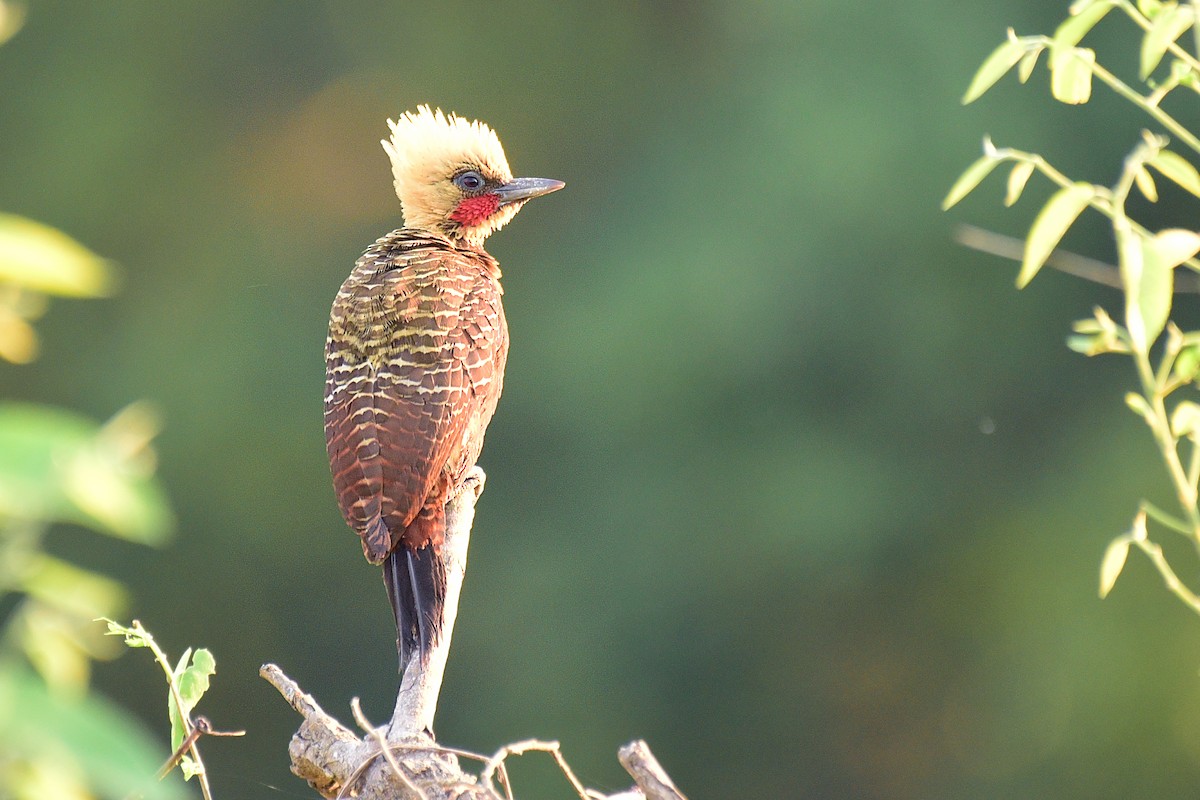 Pale-crested Woodpecker - ML116736261