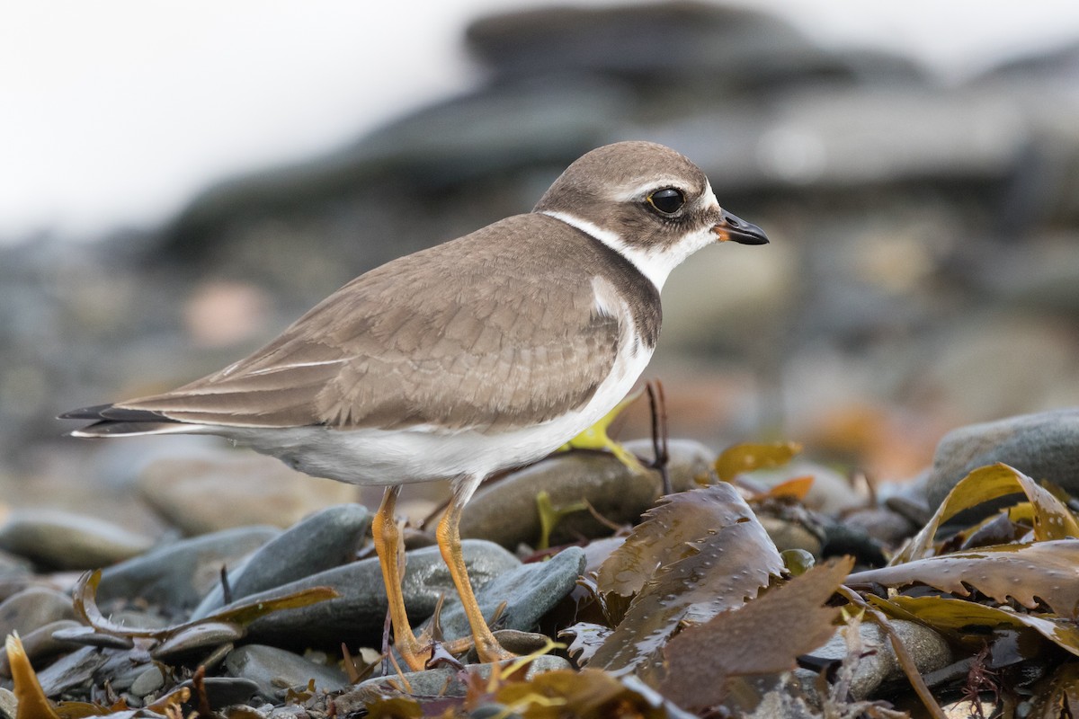 Semipalmated Plover - ML116736501