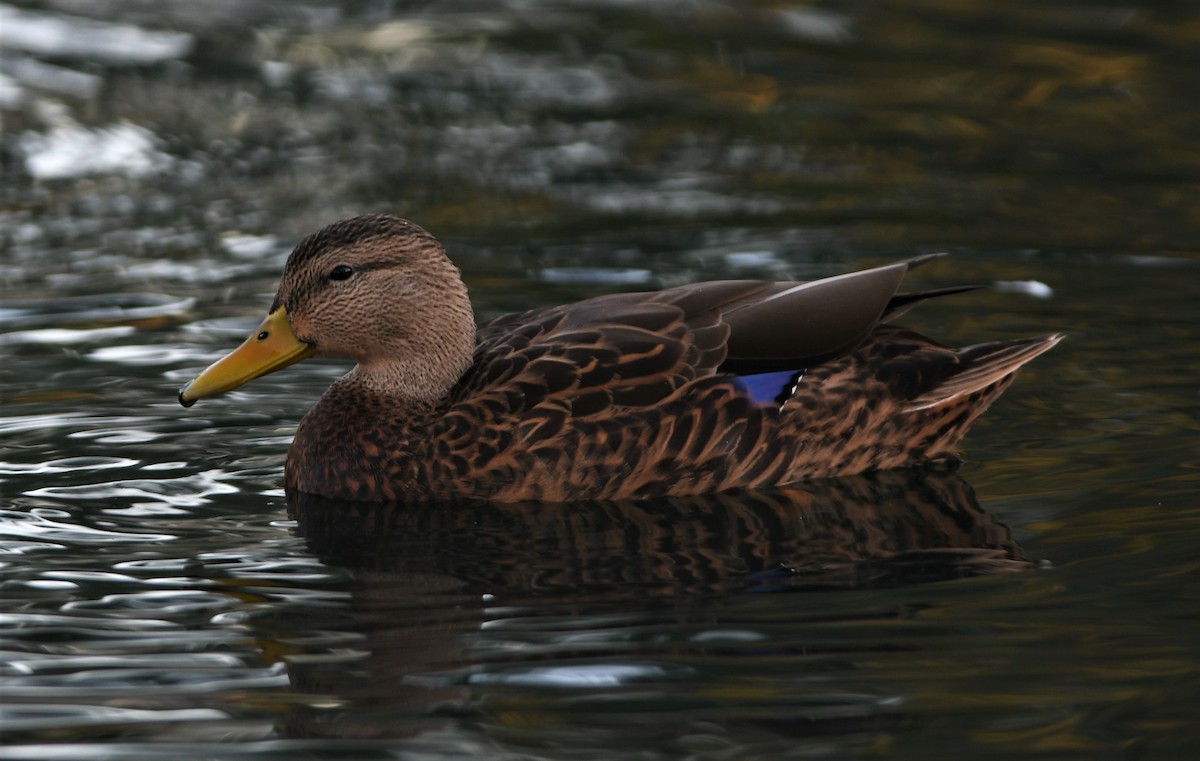 Mexican Duck - ML116736661