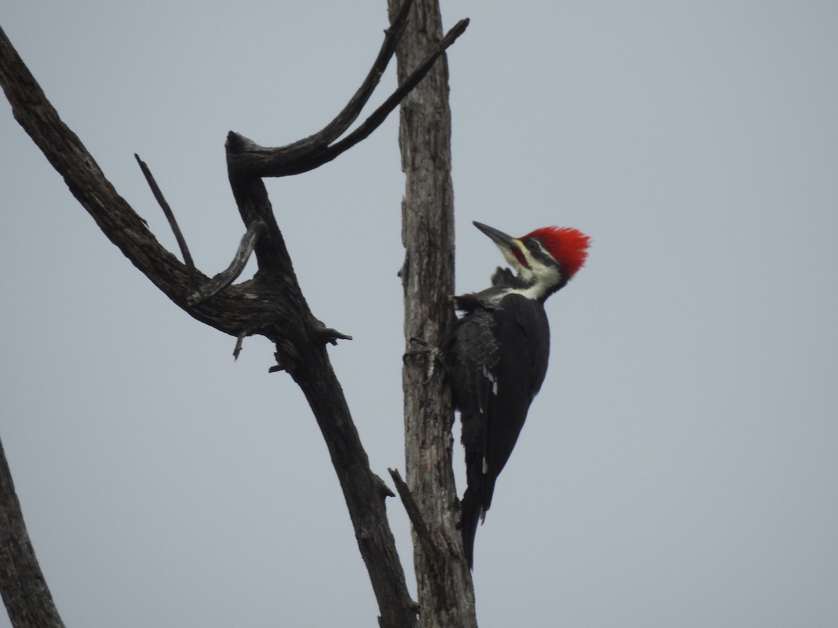 Pileated Woodpecker - Devon DeRaad