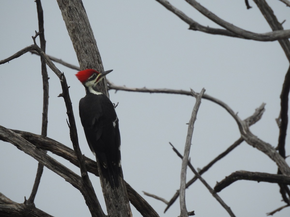Pileated Woodpecker - Devon DeRaad