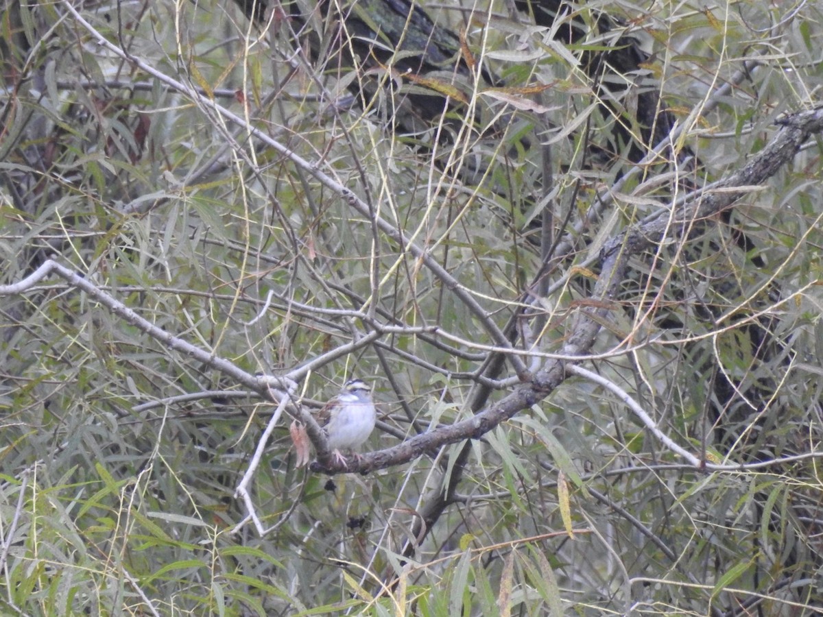White-throated Sparrow - Devon DeRaad