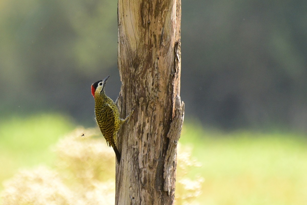 Green-barred Woodpecker - Luiz Moschini
