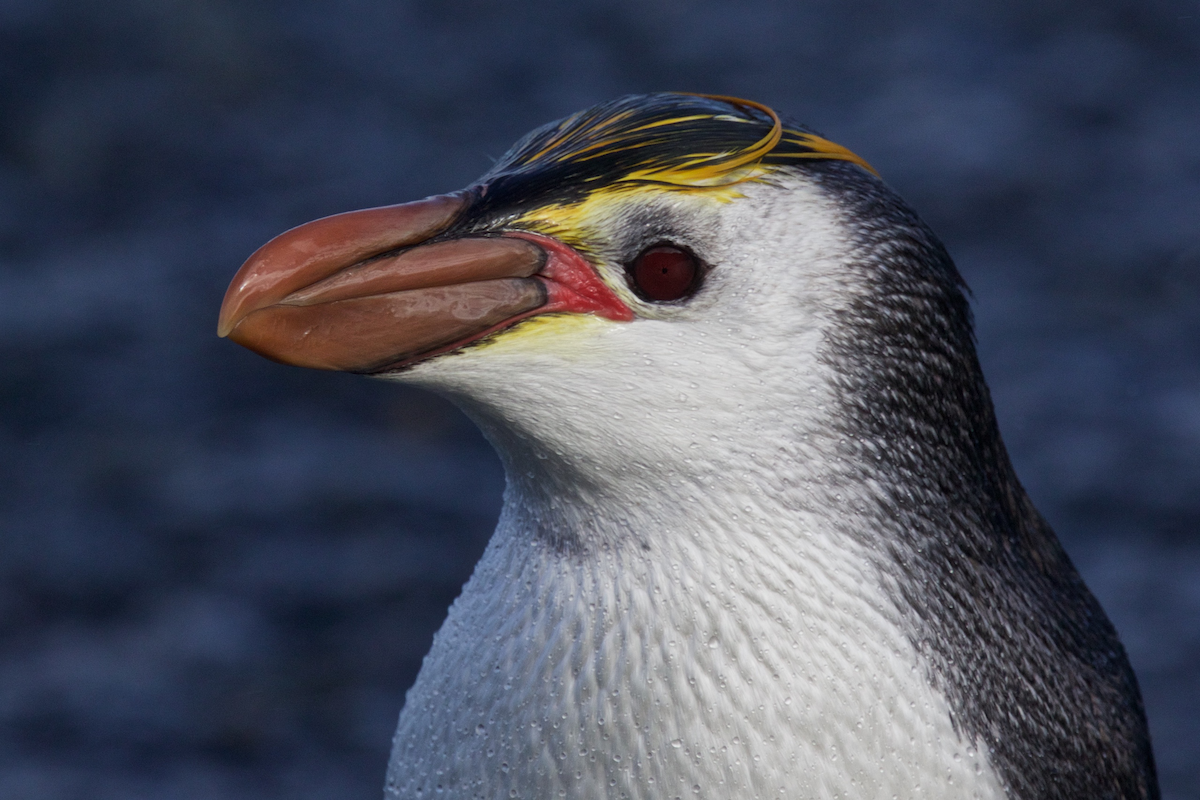 Royal Penguin - ML116741851