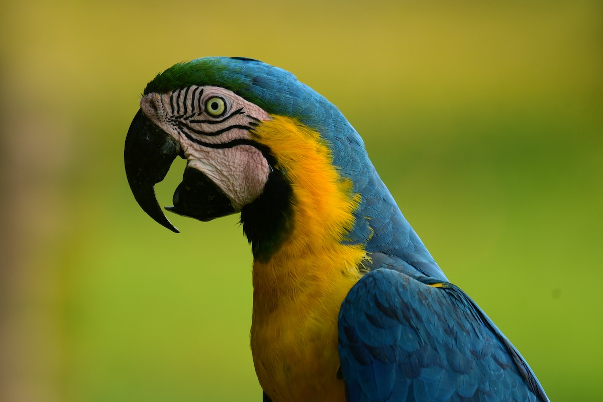Blue-and-yellow Macaw - Luiz Moschini