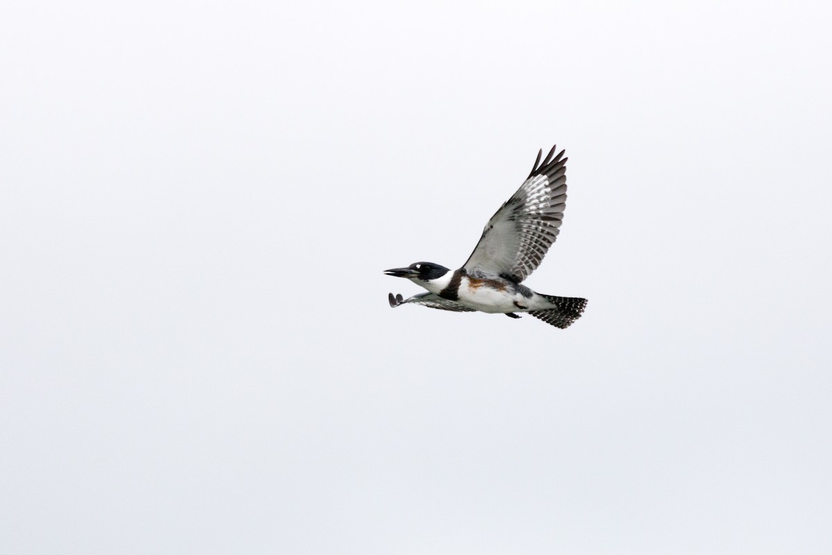 Belted Kingfisher - ML116742261
