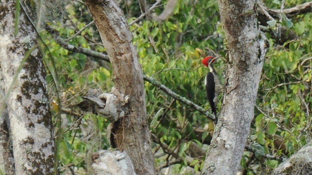 Lineated Woodpecker - Diana Flora Padron Novoa