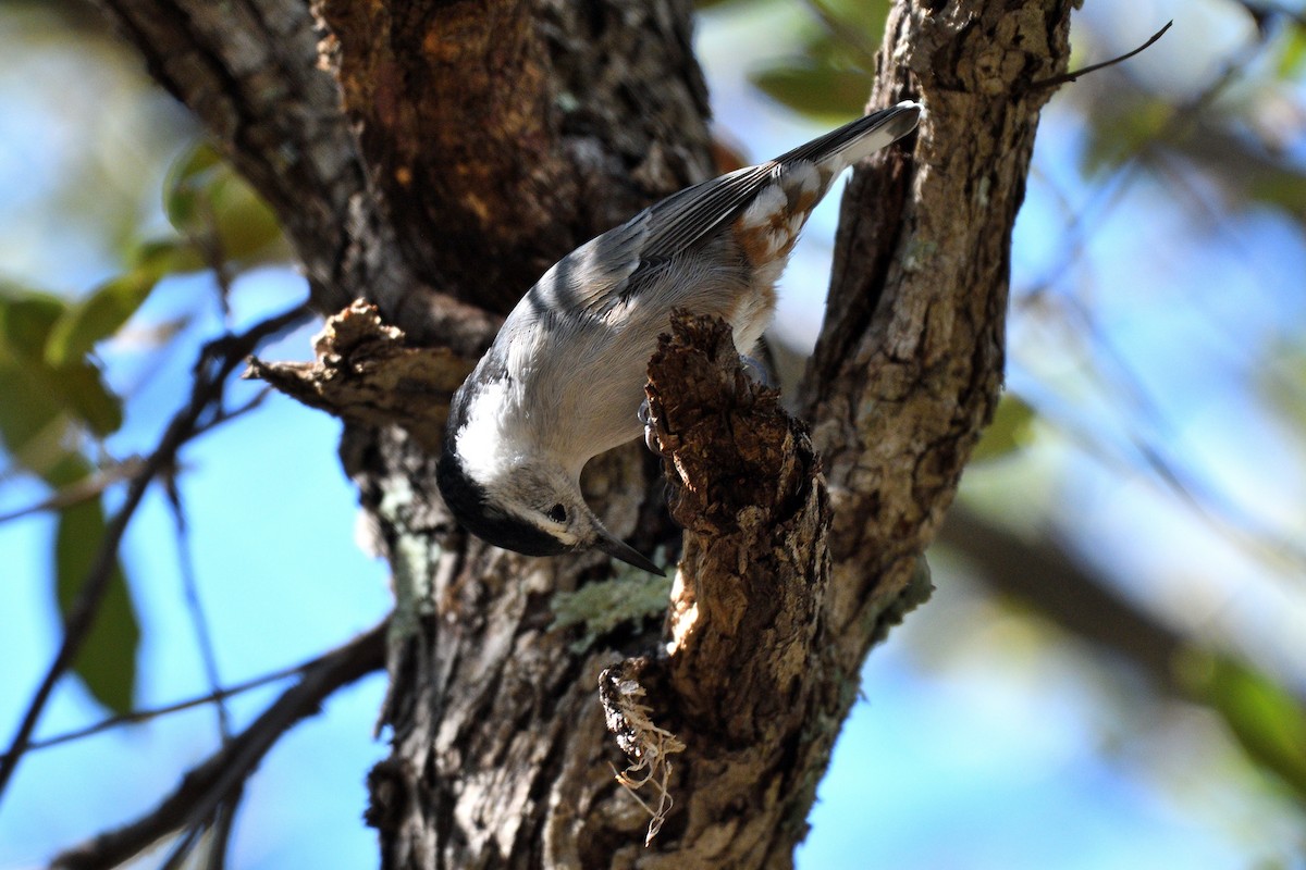 White-breasted Nuthatch (Interior West) - ML116743521