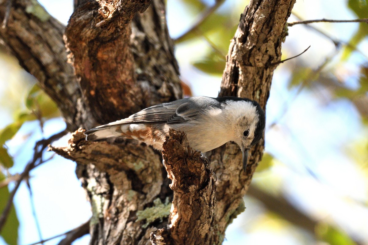 White-breasted Nuthatch (Interior West) - ML116743531