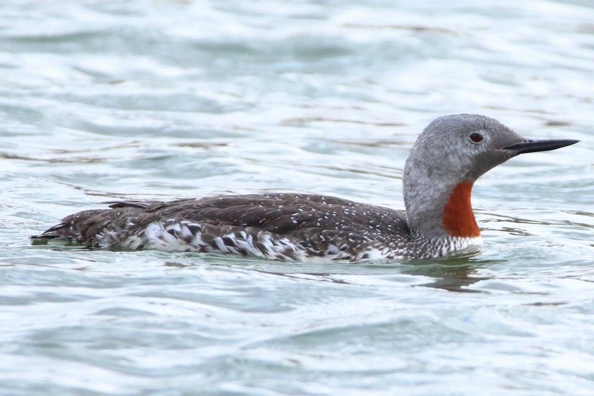 Red-throated Loon - ML116743921