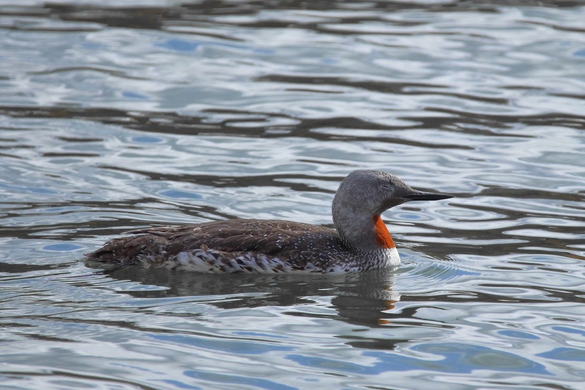 Red-throated Loon - Andrew Elgin