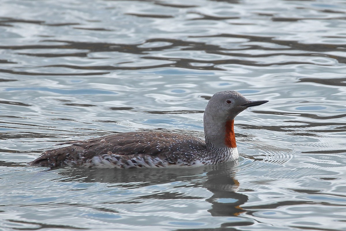 Red-throated Loon - ML116743961