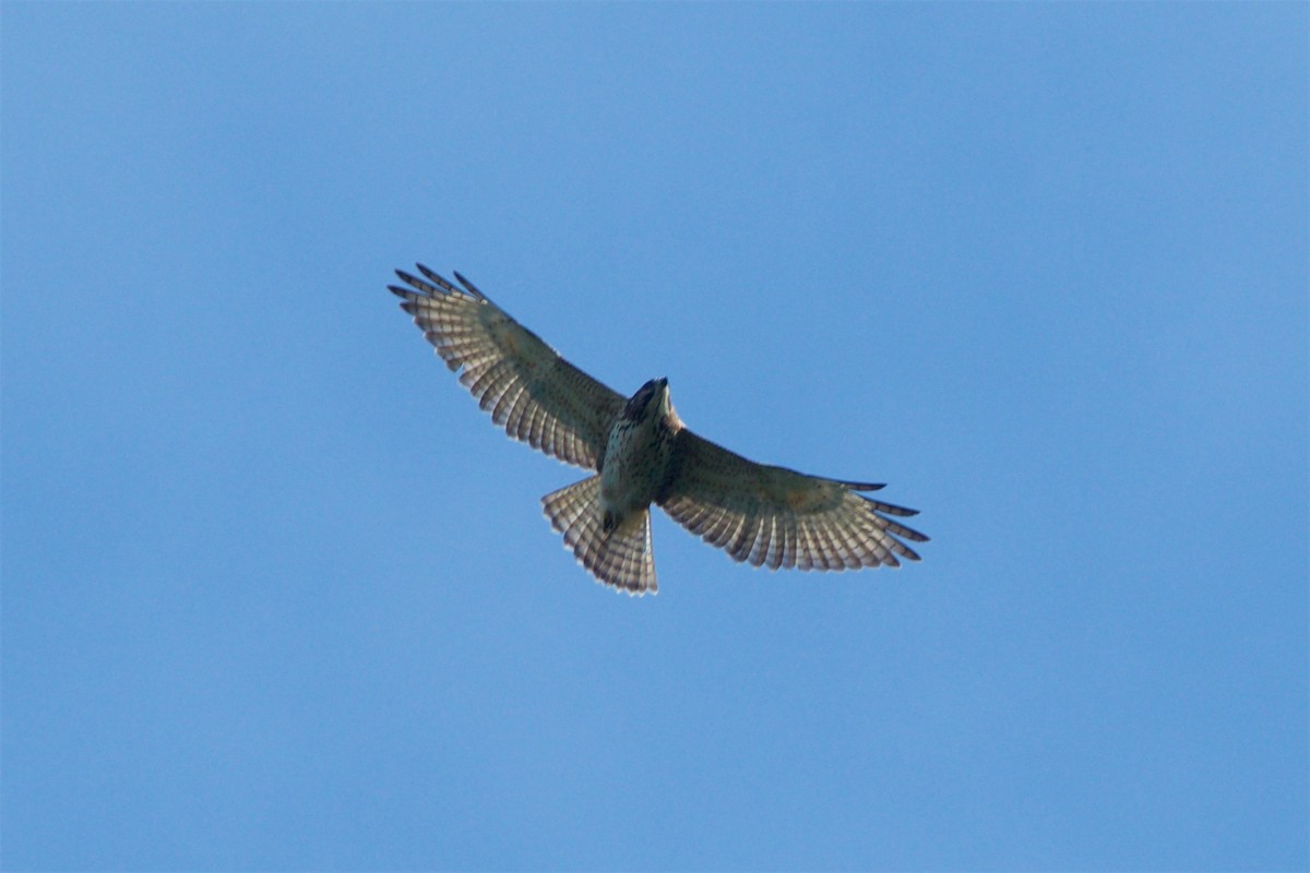 Broad-winged Hawk - Hal Mitchell