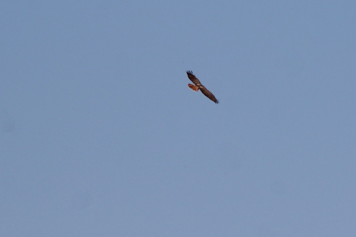 Red-tailed Hawk - ML116745121