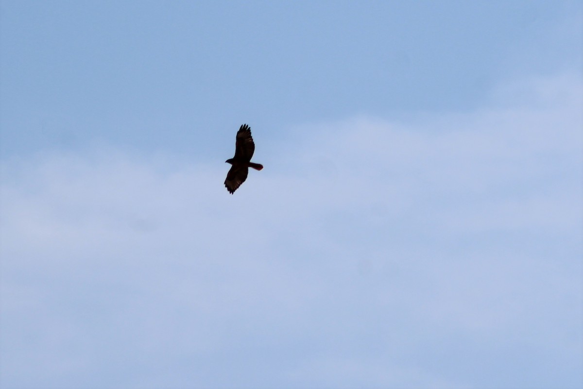 Red-tailed Hawk - ML116745131