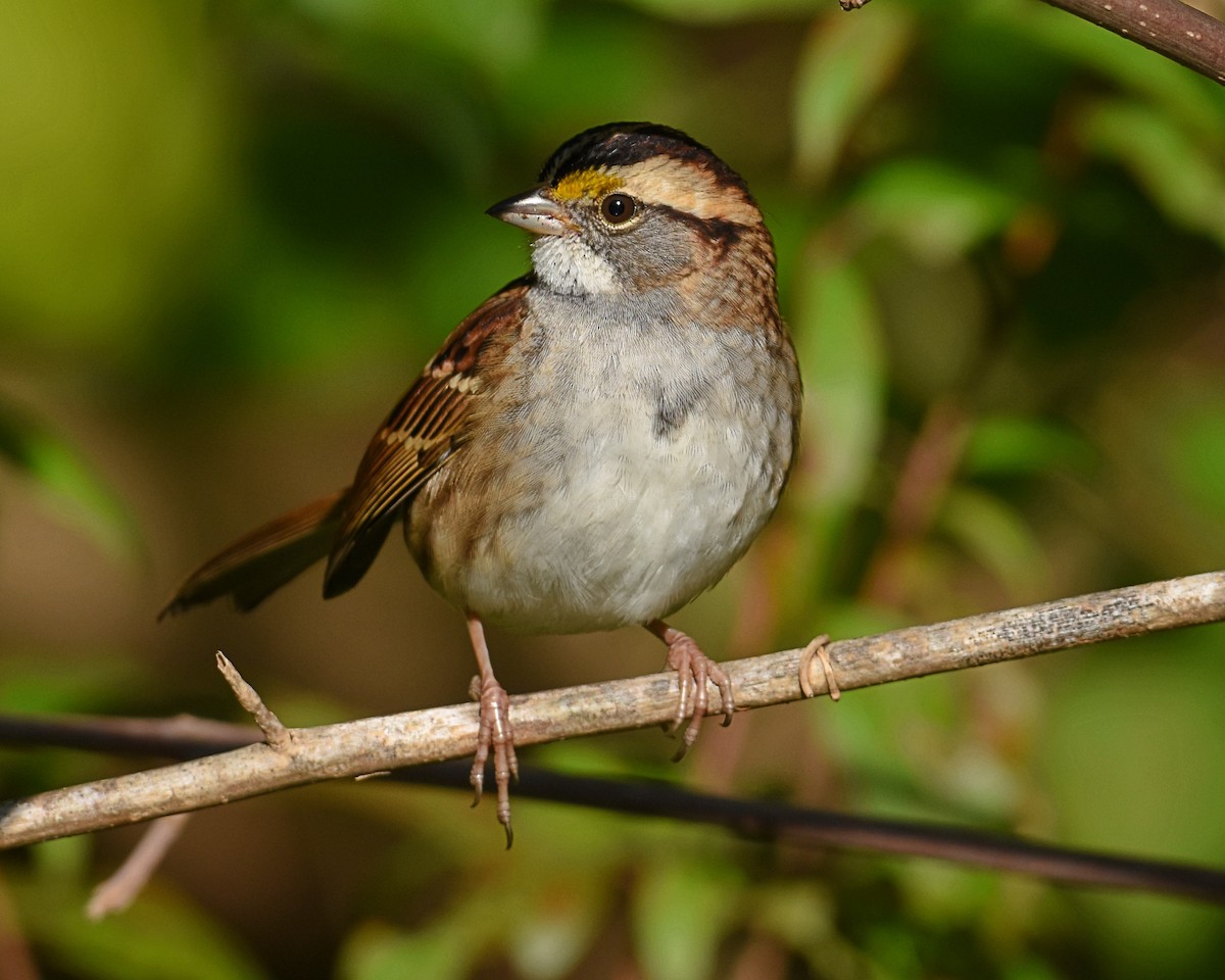 White-throated Sparrow - Brian Hicks