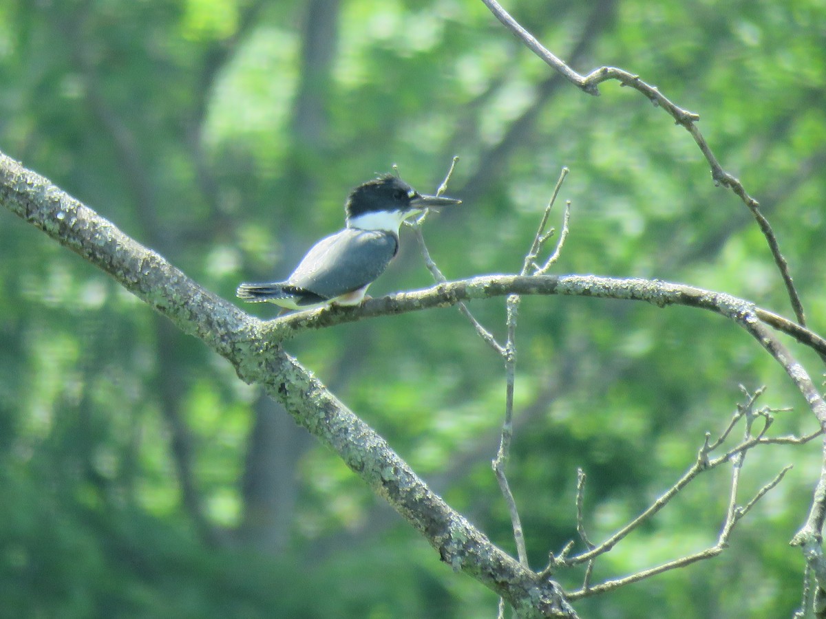 Belted Kingfisher - ML116748781