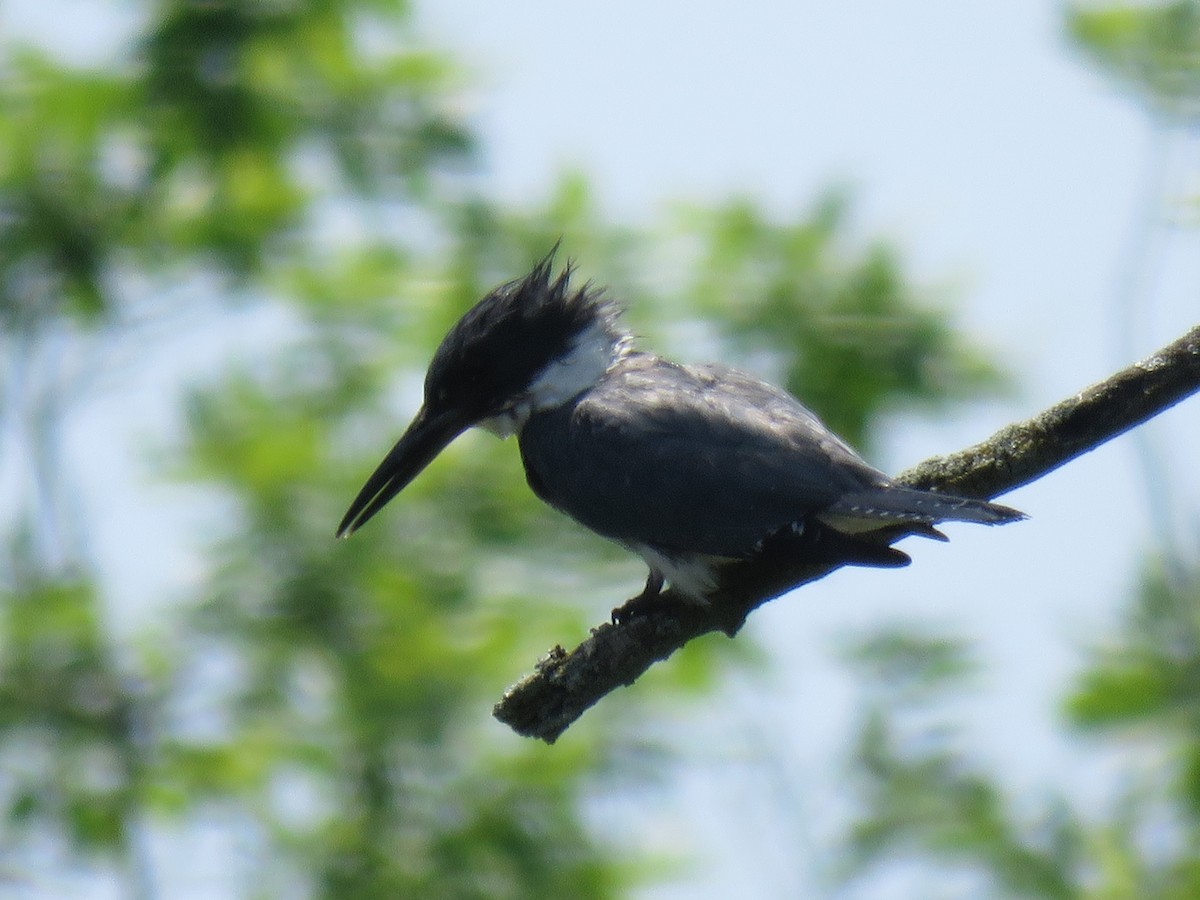 Belted Kingfisher - ML116748791