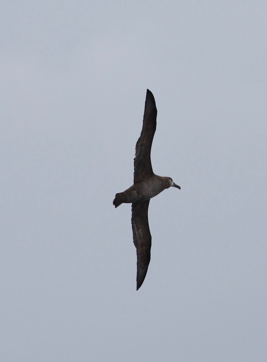 Black-footed Albatross - Eric Barnes