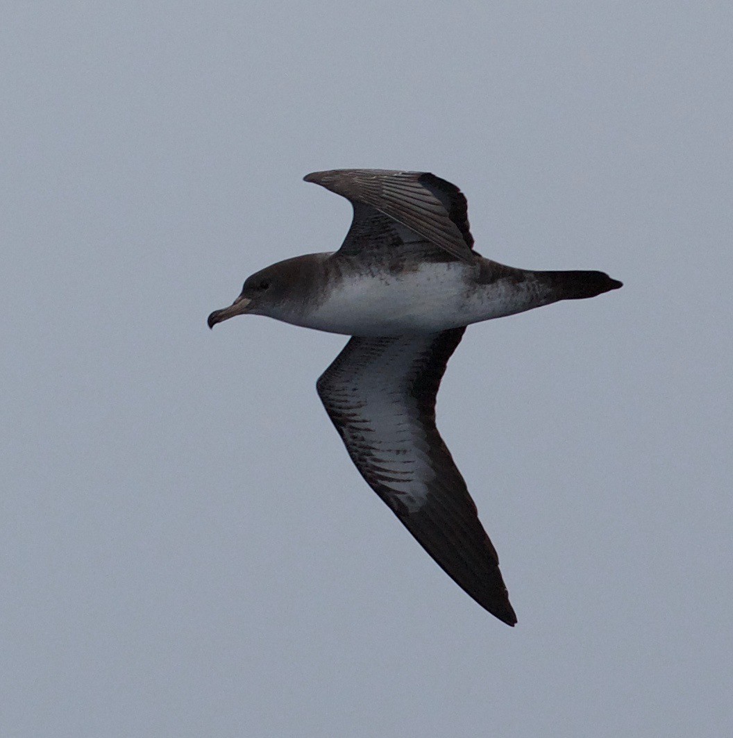 Pink-footed Shearwater - Eric Barnes