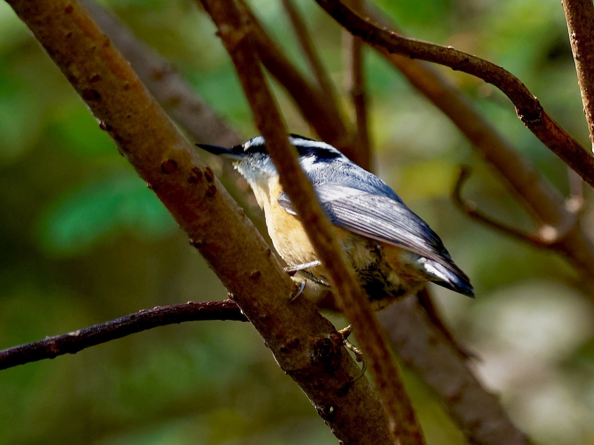 Red-breasted Nuthatch - John Higgins