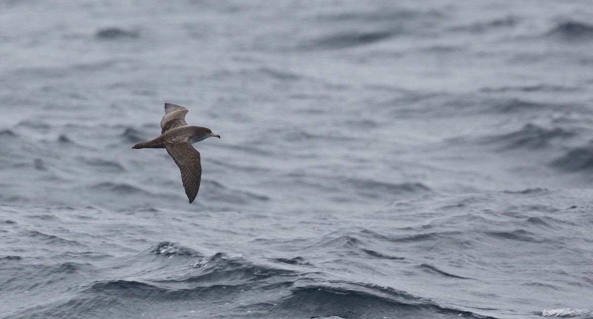 Pink-footed Shearwater - Eric Barnes