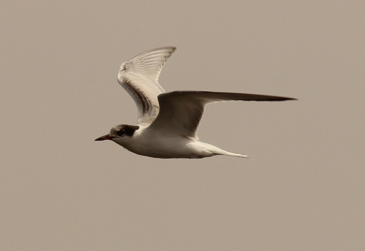 Common Tern - Jim Parker