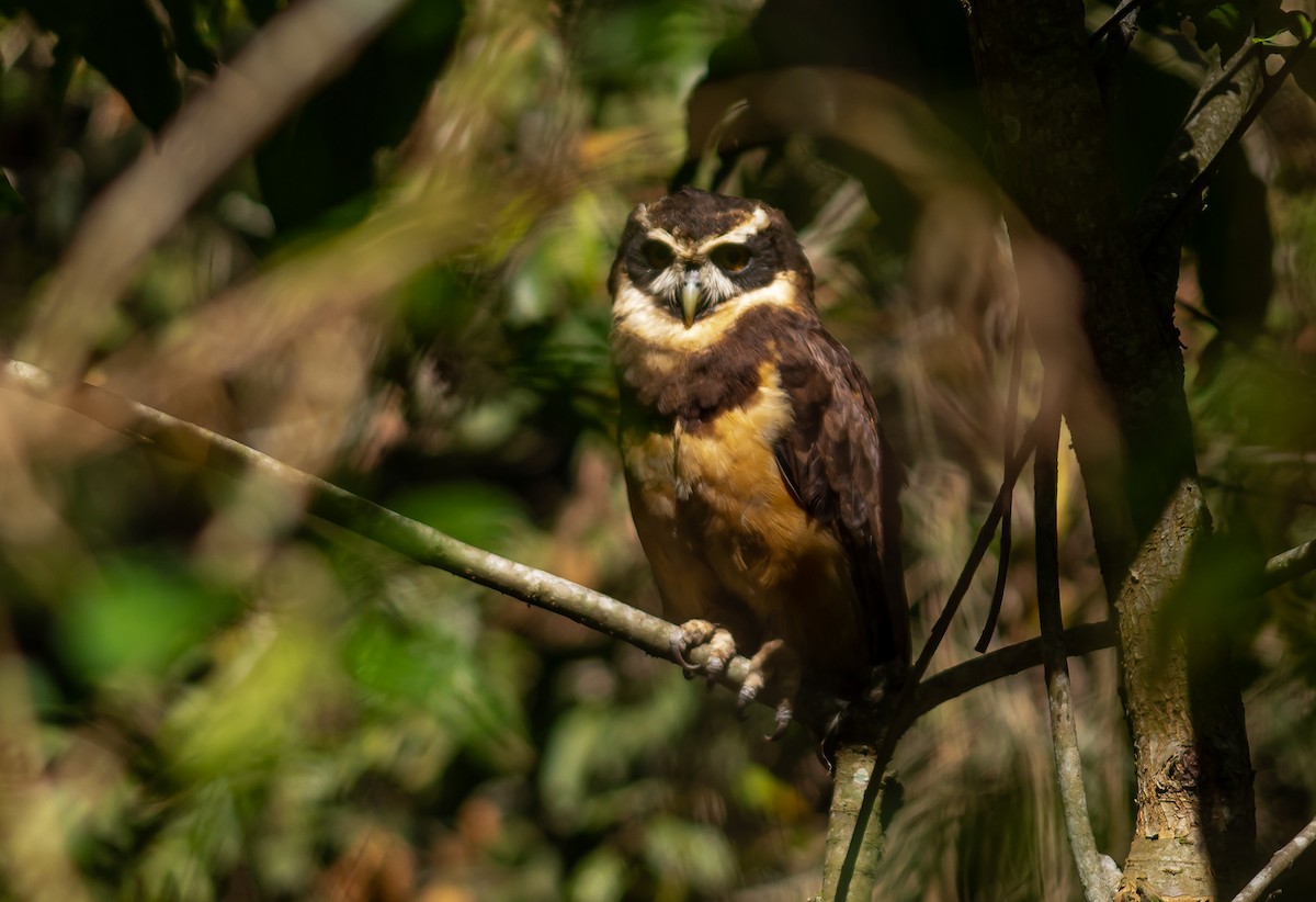 Spectacled Owl - ML116760161
