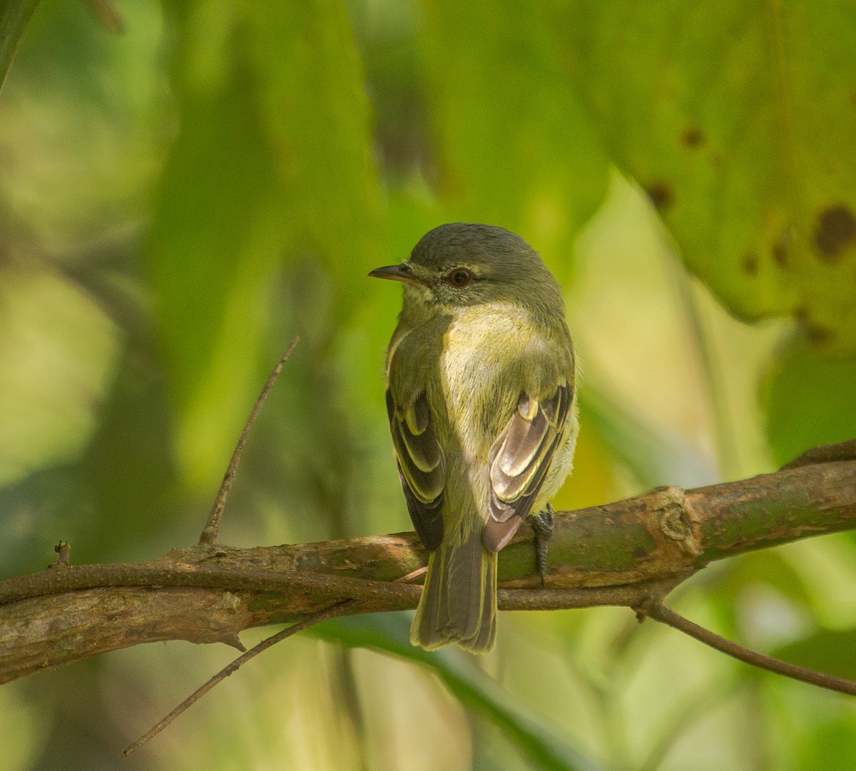 White-fronted Tyrannulet - Carlos Siegert