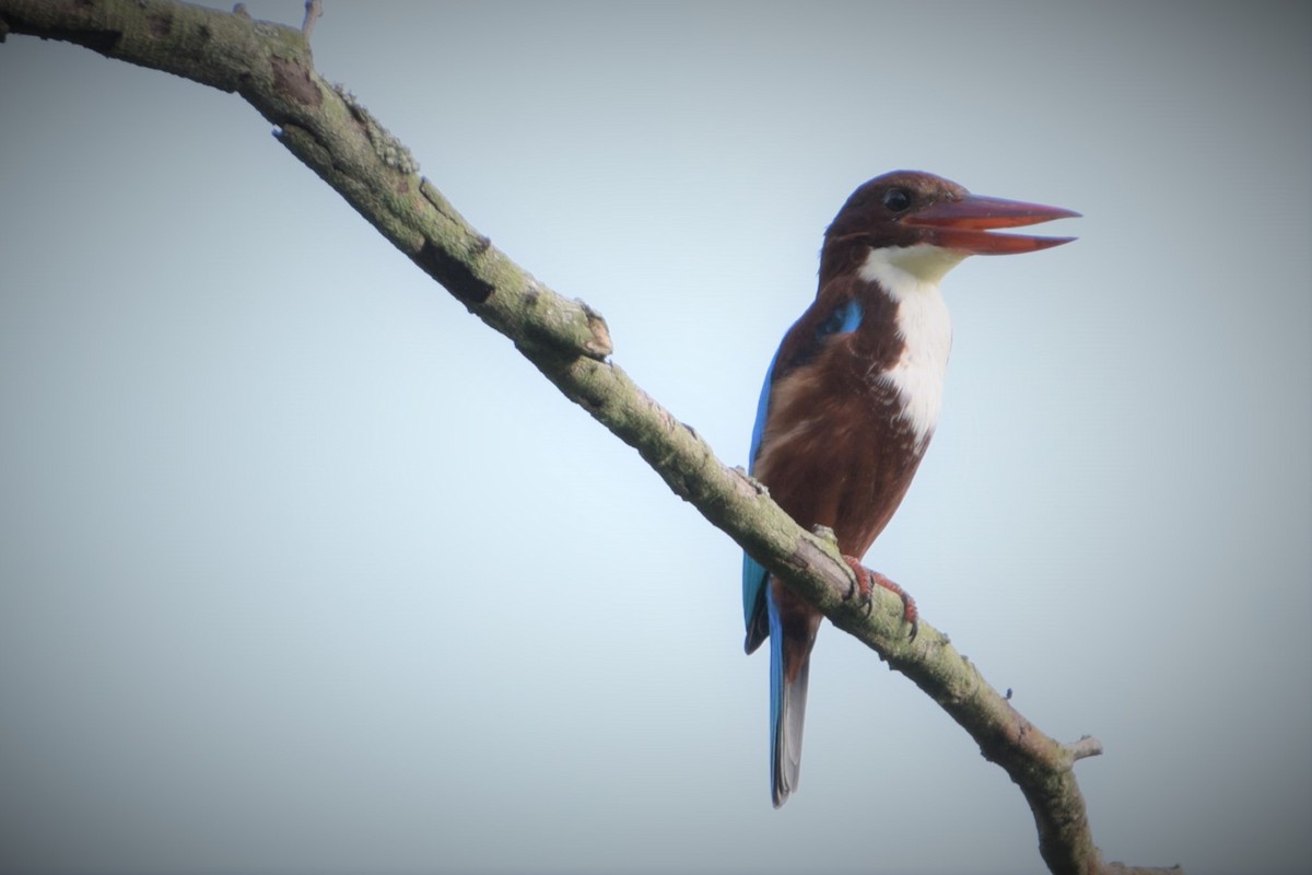 White-throated Kingfisher - Eyzat Amer