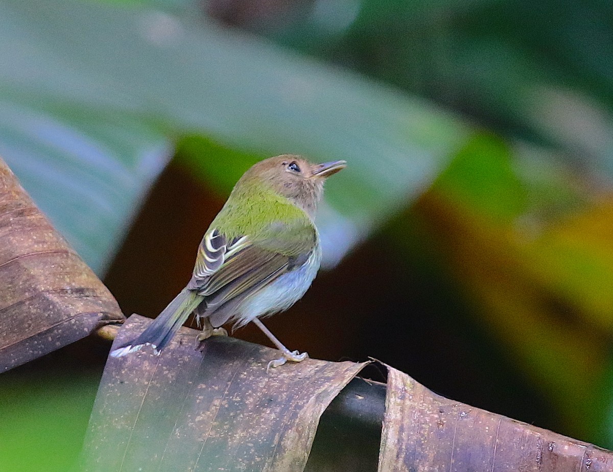 Fork-tailed Pygmy-Tyrant - Anonymous
