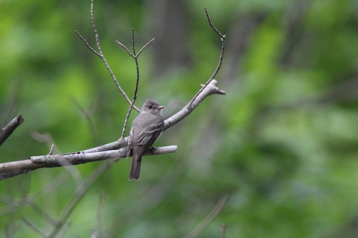 Eastern Wood-Pewee - Lily Morello