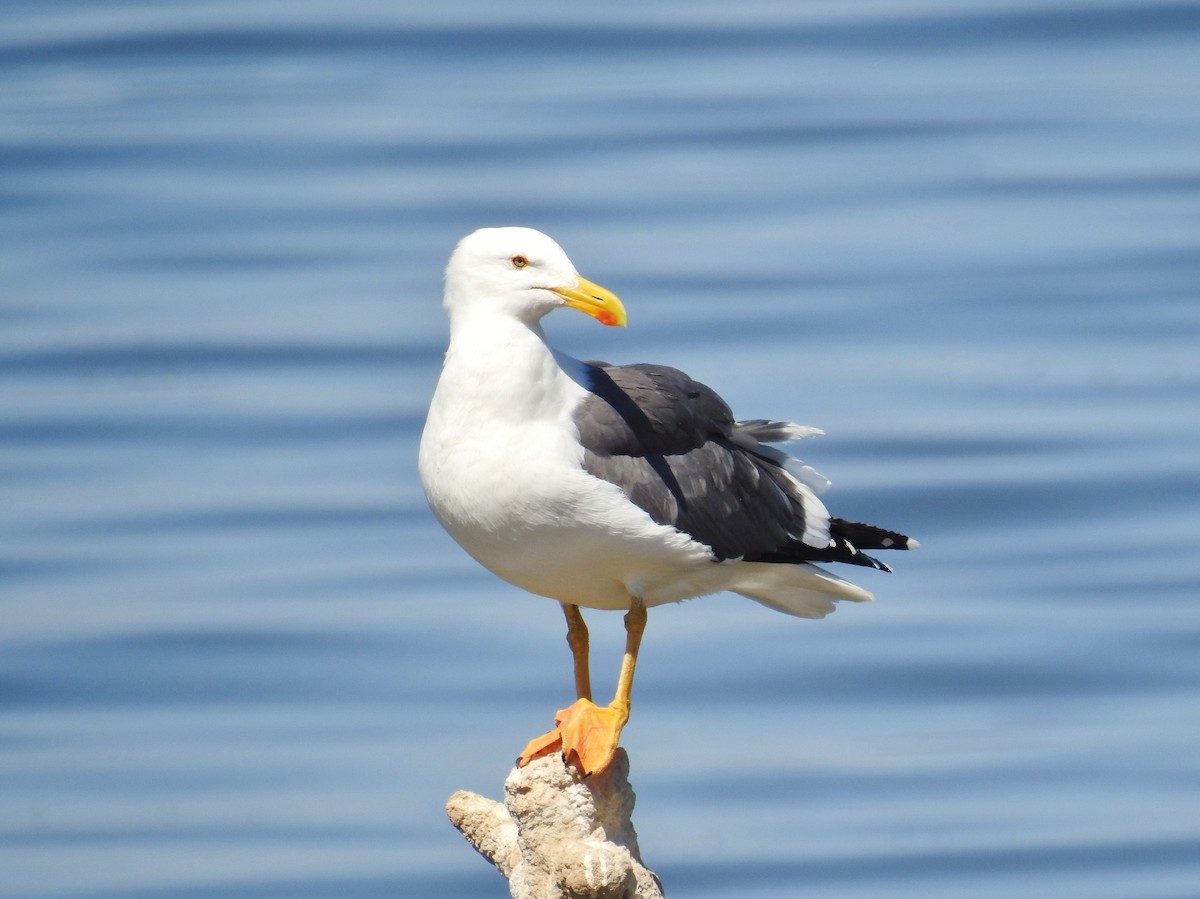 Yellow-footed Gull - ML116767041